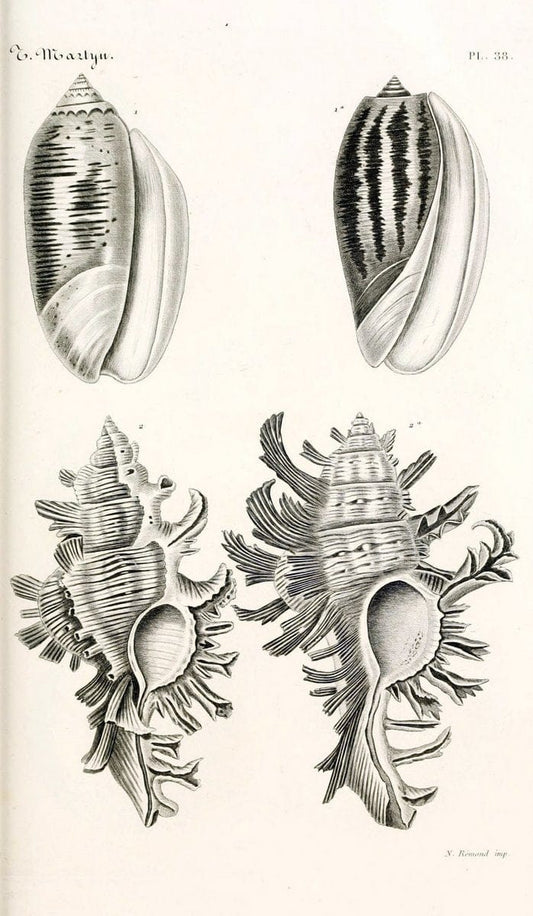 BibliothÃ¨que conchyliologique. Paris,A. Franck,1845-1846.  | "Catalogs and collections" Mollusks Shells  | Vintage Print Reproduction 460779
