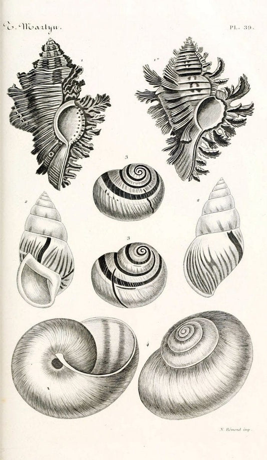 BibliothÃ¨que conchyliologique. Paris,A. Franck,1845-1846.  | "Catalogs and collections" Mollusks Shells  | Vintage Print Reproduction 460780