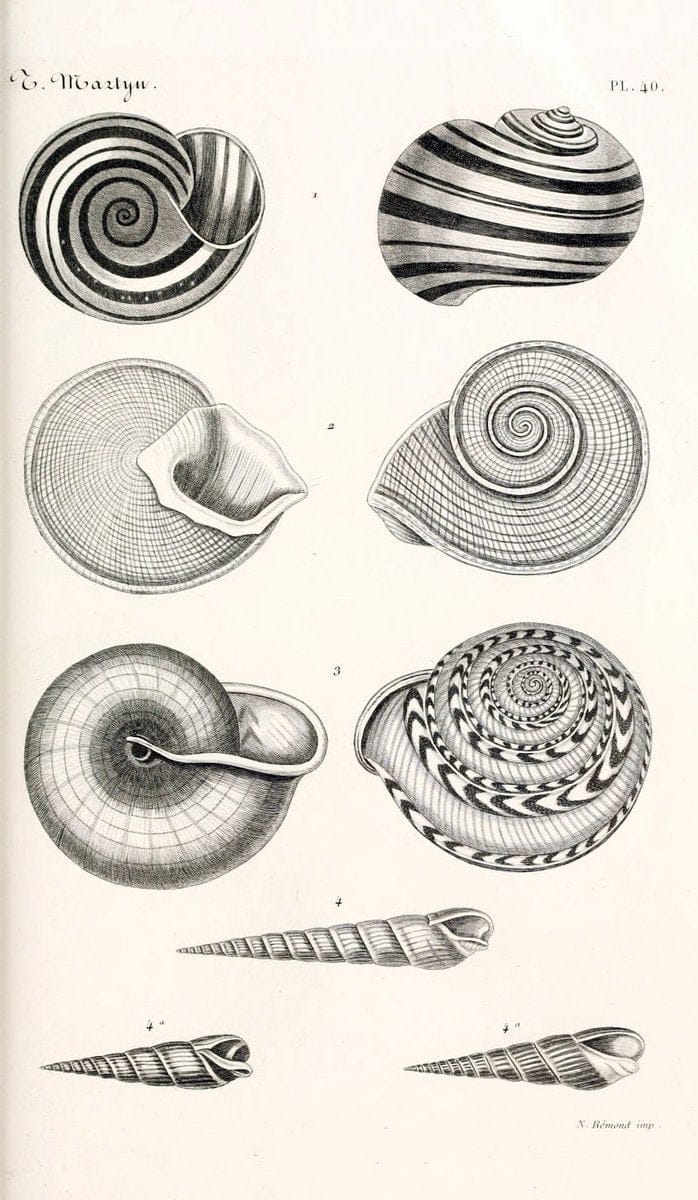 BibliothÃ¨que conchyliologique. Paris,A. Franck,1845-1846.  | "Catalogs and collections" Mollusks Shells  | Vintage Print Reproduction 460781