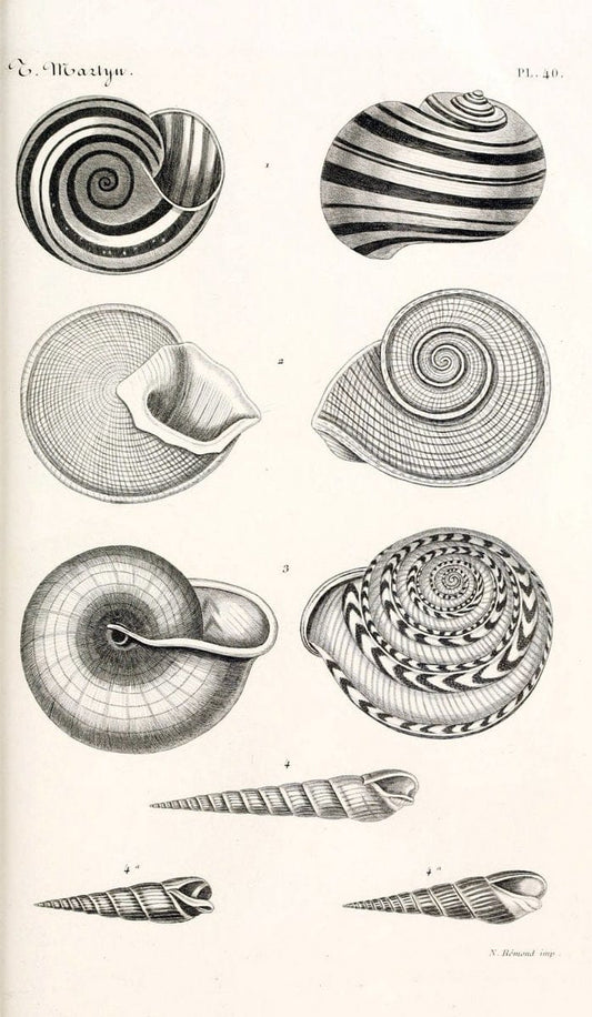 BibliothÃ¨que conchyliologique. Paris,A. Franck,1845-1846.  | "Catalogs and collections" Mollusks Shells  | Vintage Print Reproduction 460781