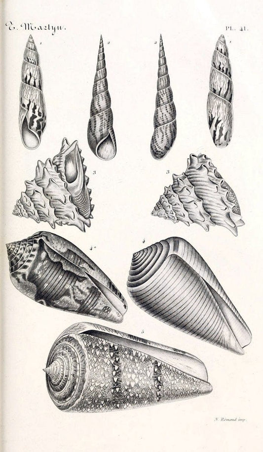 BibliothÃ¨que conchyliologique. Paris,A. Franck,1845-1846.  | "Catalogs and collections" Mollusks Shells  | Vintage Print Reproduction 460782