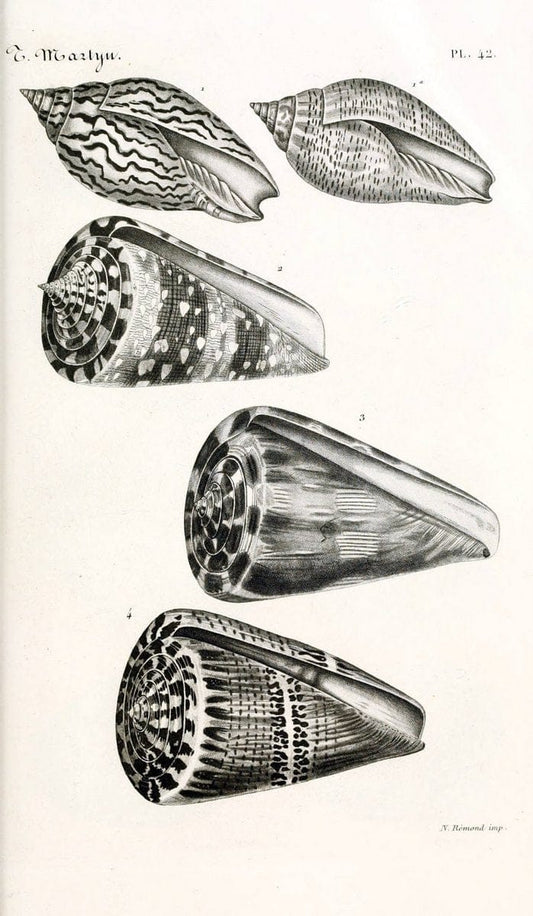 BibliothÃ¨que conchyliologique. Paris,A. Franck,1845-1846.  | "Catalogs and collections" Mollusks Shells  | Vintage Print Reproduction 460783