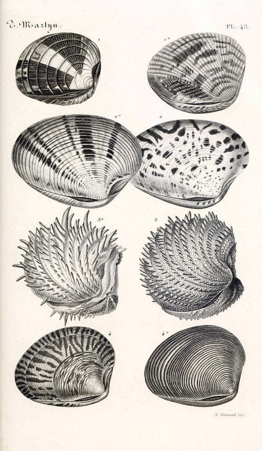 BibliothÃ¨que conchyliologique. Paris,A. Franck,1845-1846.  | "Catalogs and collections" Mollusks Shells  | Vintage Print Reproduction 460784