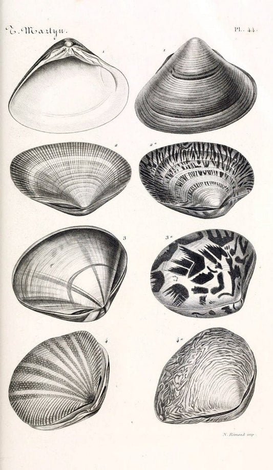 BibliothÃ¨que conchyliologique. Paris,A. Franck,1845-1846.  | "Catalogs and collections" Mollusks Shells  | Vintage Print Reproduction 460785