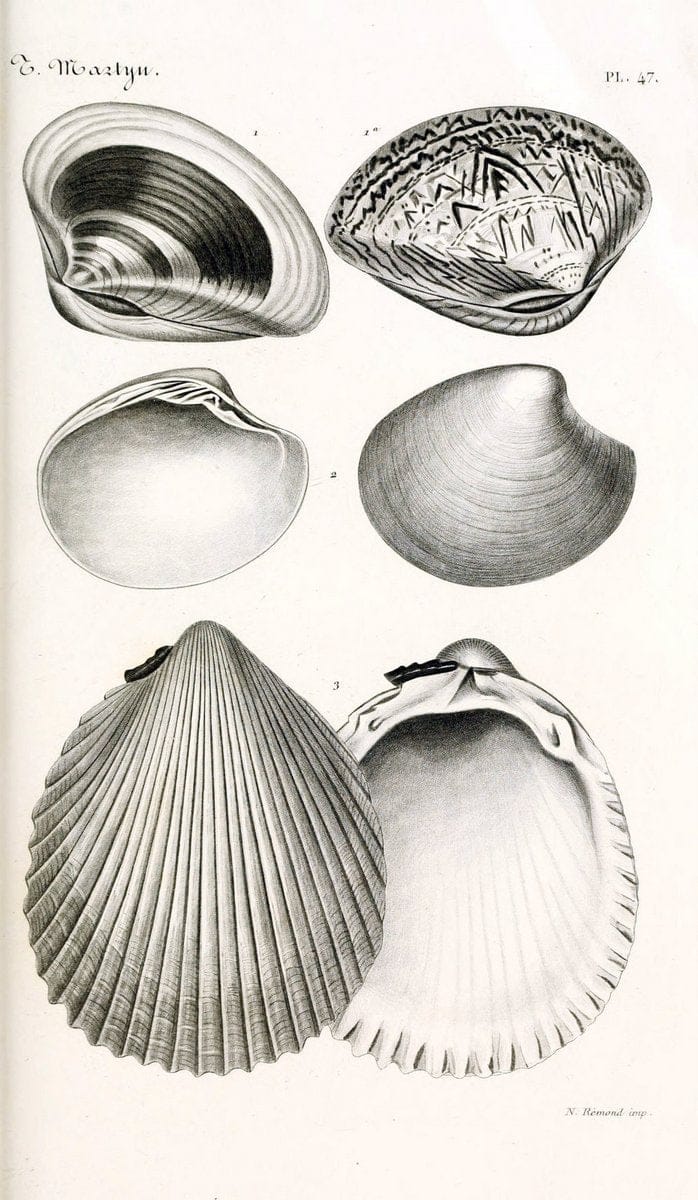 BibliothÃ¨que conchyliologique. Paris,A. Franck,1845-1846.  | "Catalogs and collections" Mollusks Shells  | Vintage Print Reproduction 460788