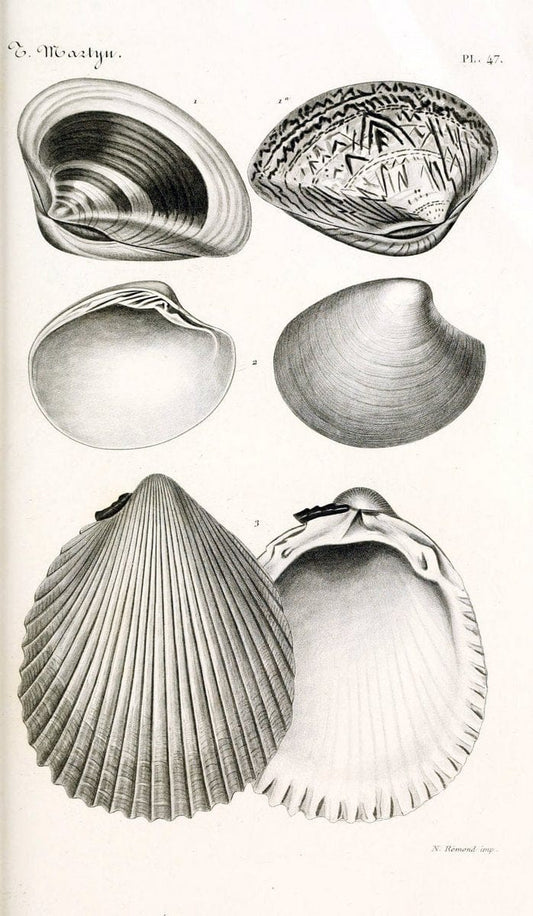 BibliothÃ¨que conchyliologique. Paris,A. Franck,1845-1846.  | "Catalogs and collections" Mollusks Shells  | Vintage Print Reproduction 460788