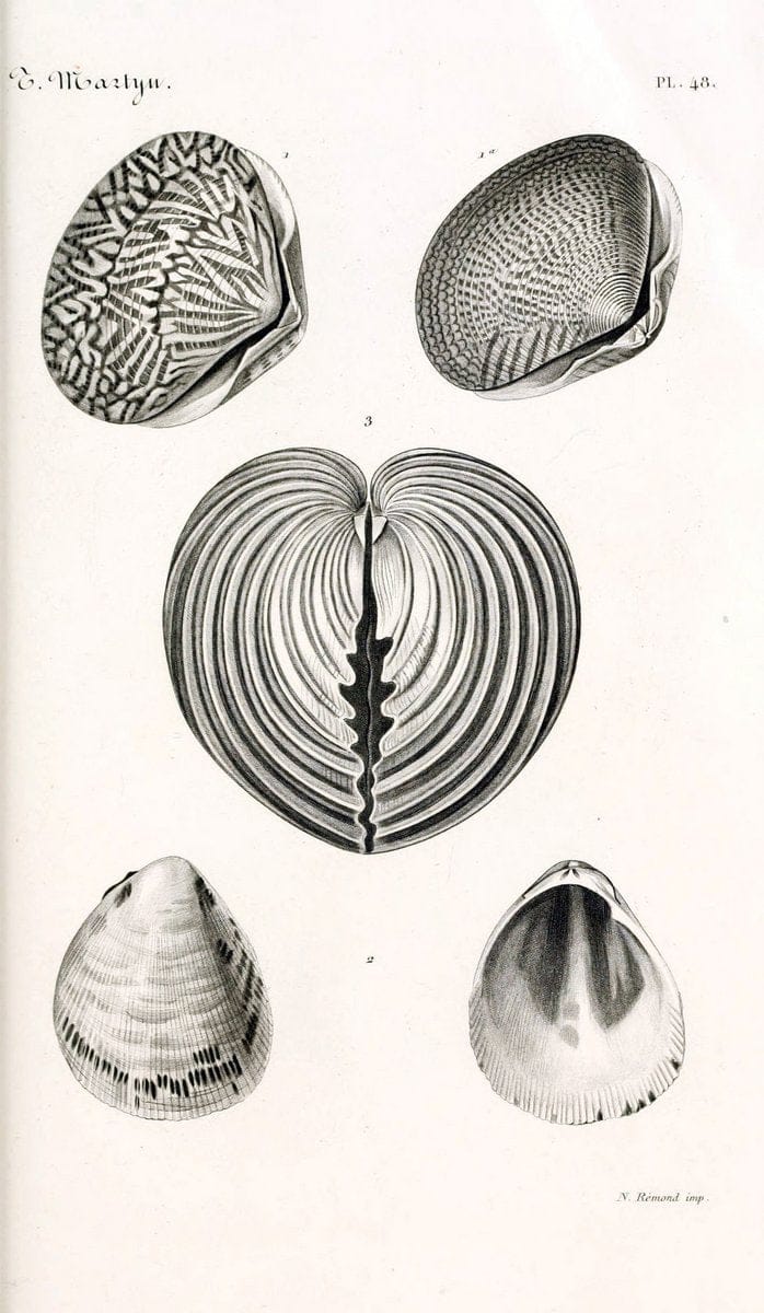 BibliothÃ¨que conchyliologique. Paris,A. Franck,1845-1846.  | "Catalogs and collections" Mollusks Shells  | Vintage Print Reproduction 460789