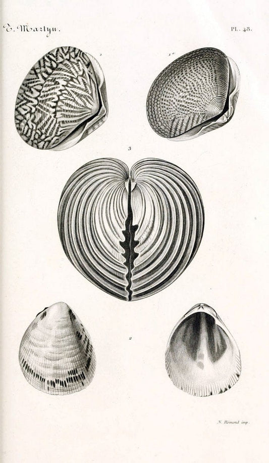 BibliothÃ¨que conchyliologique. Paris,A. Franck,1845-1846.  | "Catalogs and collections" Mollusks Shells  | Vintage Print Reproduction 460789