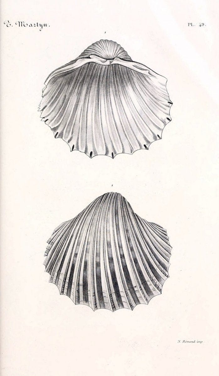 BibliothÃ¨que conchyliologique. Paris,A. Franck,1845-1846.  | "Catalogs and collections" Mollusks Shells  | Vintage Print Reproduction 460790
