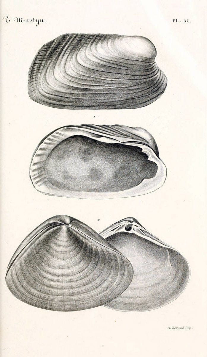 BibliothÃ¨que conchyliologique. Paris,A. Franck,1845-1846.  | "Catalogs and collections" Mollusks Shells  | Vintage Print Reproduction 460791