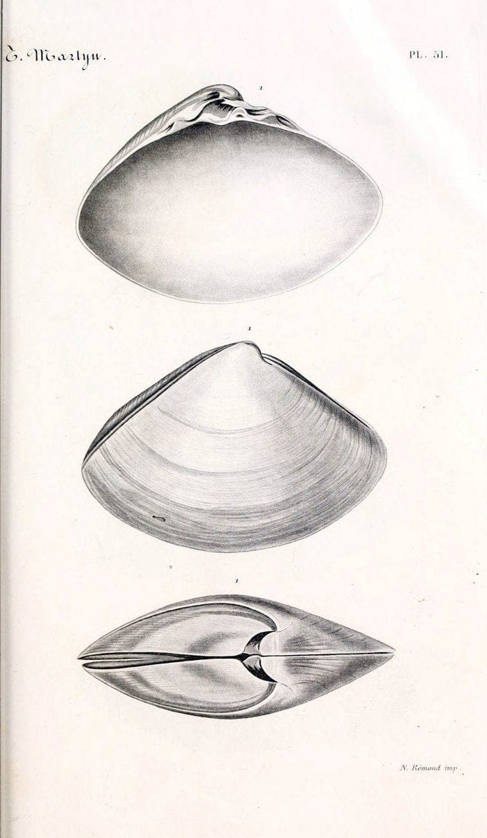 BibliothÃ¨que conchyliologique. Paris,A. Franck,1845-1846.  | "Catalogs and collections" Mollusks Shells  | Vintage Print Reproduction 460792