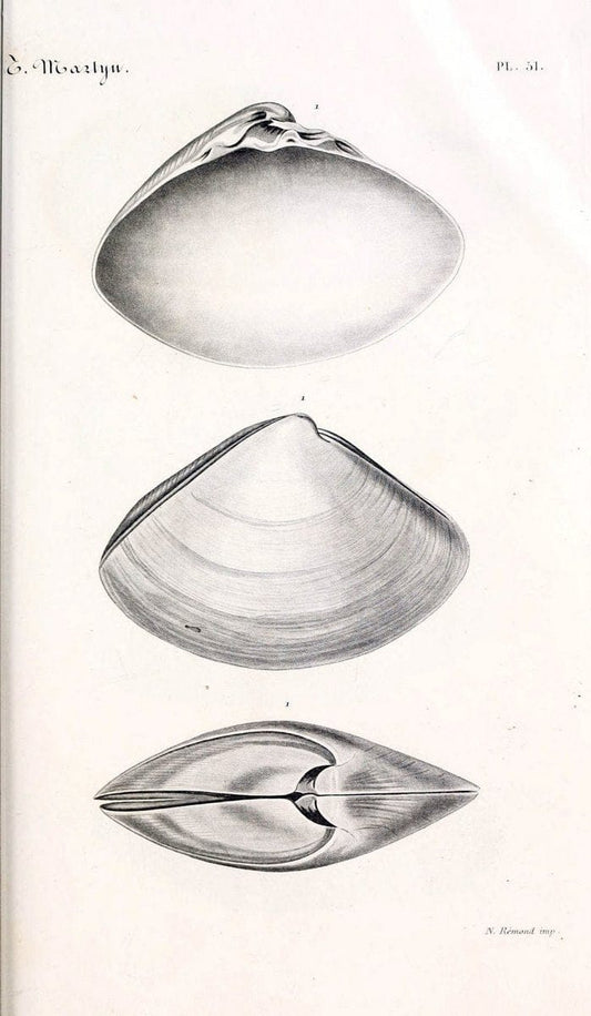 BibliothÃ¨que conchyliologique. Paris,A. Franck,1845-1846.  | "Catalogs and collections" Mollusks Shells  | Vintage Print Reproduction 460792