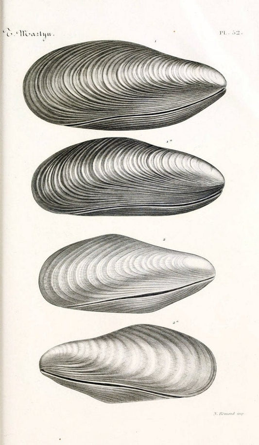 BibliothÃ¨que conchyliologique. Paris,A. Franck,1845-1846.  | "Catalogs and collections" Mollusks Shells  | Vintage Print Reproduction 460793