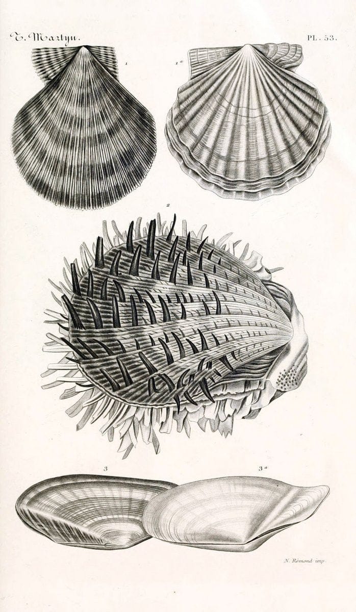 BibliothÃ¨que conchyliologique. Paris,A. Franck,1845-1846.  | "Catalogs and collections" Mollusks Shells  | Vintage Print Reproduction 460794