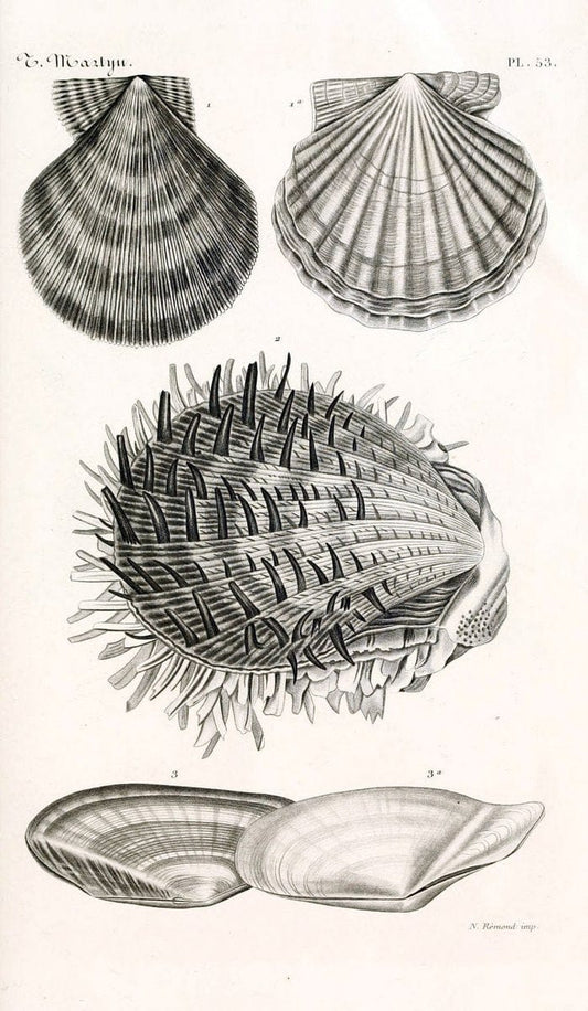 BibliothÃ¨que conchyliologique. Paris,A. Franck,1845-1846.  | "Catalogs and collections" Mollusks Shells  | Vintage Print Reproduction 460794