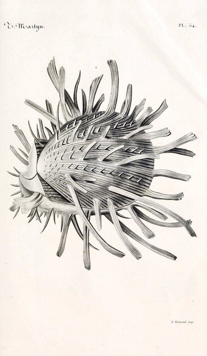 BibliothÃ¨que conchyliologique. Paris,A. Franck,1845-1846.  | "Catalogs and collections" Mollusks Shells  | Vintage Print Reproduction 460795