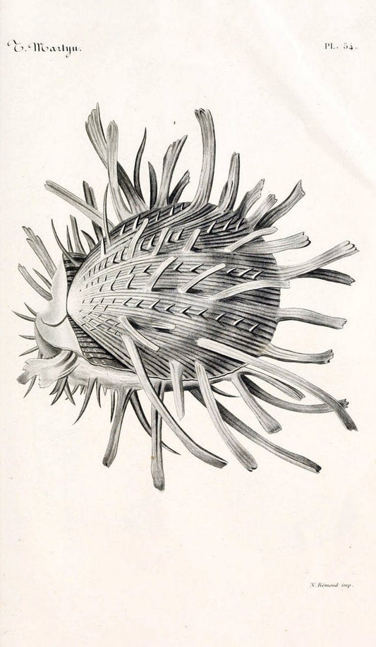 BibliothÃ¨que conchyliologique. Paris,A. Franck,1845-1846.  | "Catalogs and collections" Mollusks Shells  | Vintage Print Reproduction 460795