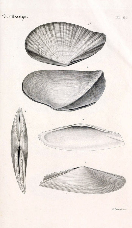 BibliothÃ¨que conchyliologique. Paris,A. Franck,1845-1846.  | "Catalogs and collections" Mollusks Shells  | Vintage Print Reproduction 460796