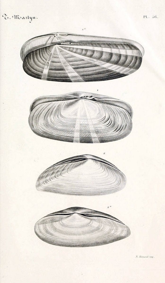 BibliothÃ¨que conchyliologique. Paris,A. Franck,1845-1846.  | "Catalogs and collections" Mollusks Shells  | Vintage Print Reproduction 460797
