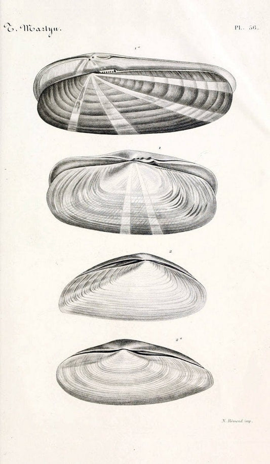 BibliothÃ¨que conchyliologique. Paris,A. Franck,1845-1846.  | "Catalogs and collections" Mollusks Shells  | Vintage Print Reproduction 460797