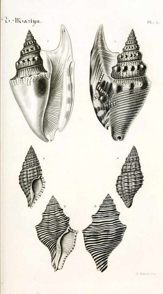 BibliothÃ¨que conchyliologique. Paris,A. Franck,1845-1846.  | "Catalogs and collections" Mollusks Shells  | Vintage Print Reproduction 460798