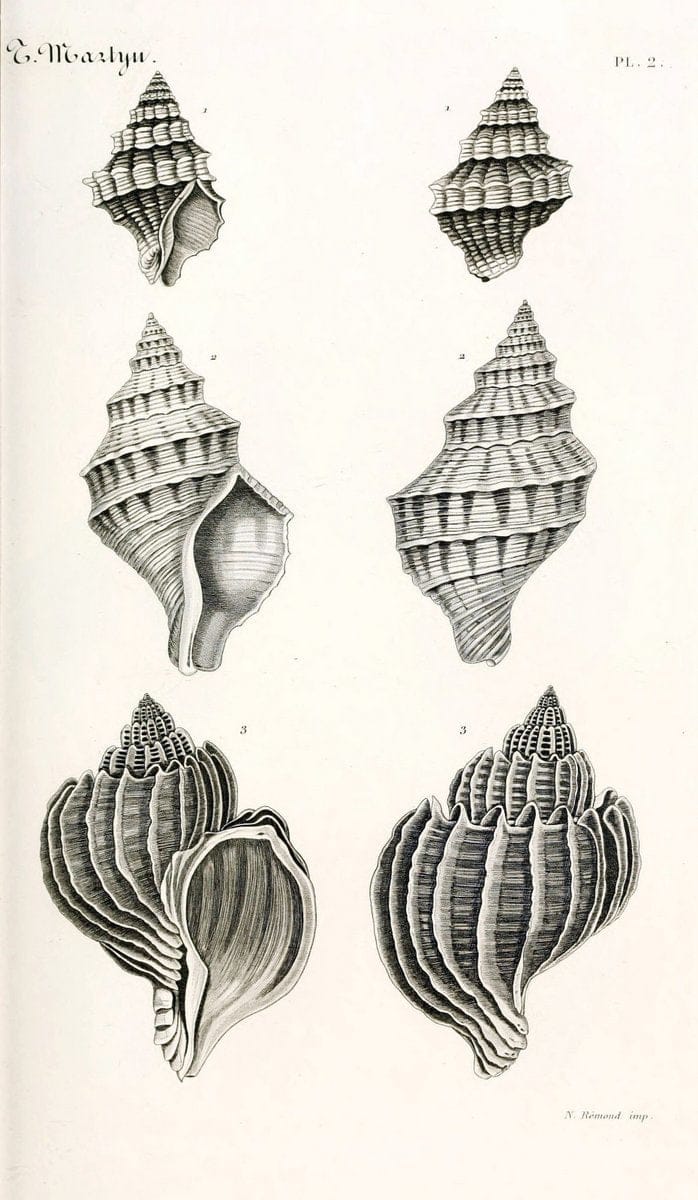 BibliothÃ¨que conchyliologique. Paris,A. Franck,1845-1846.  | "Catalogs and collections" Mollusks Shells  | Vintage Print Reproduction 460799