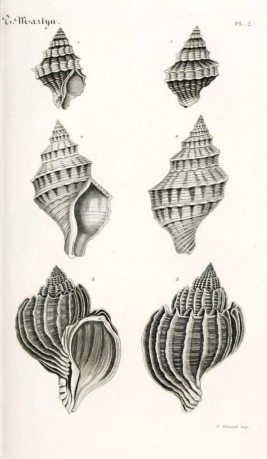 BibliothÃ¨que conchyliologique. Paris,A. Franck,1845-1846.  | "Catalogs and collections" Mollusks Shells  | Vintage Print Reproduction 460799