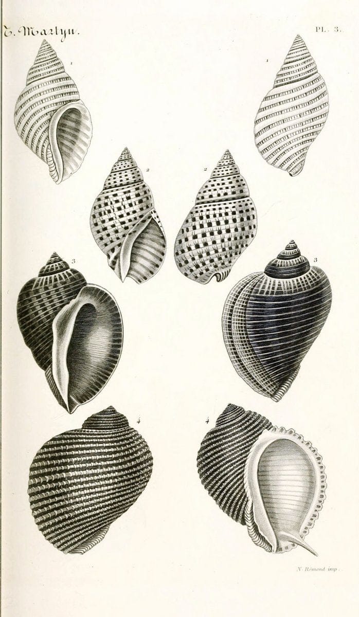 BibliothÃ¨que conchyliologique. Paris,A. Franck,1845-1846.  | "Catalogs and collections" Mollusks Shells  | Vintage Print Reproduction 460800