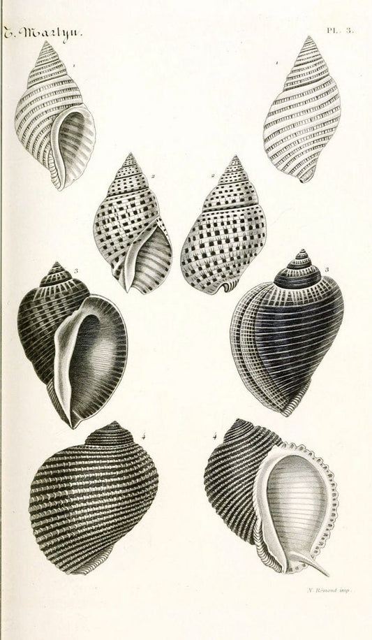 BibliothÃ¨que conchyliologique. Paris,A. Franck,1845-1846.  | "Catalogs and collections" Mollusks Shells  | Vintage Print Reproduction 460800