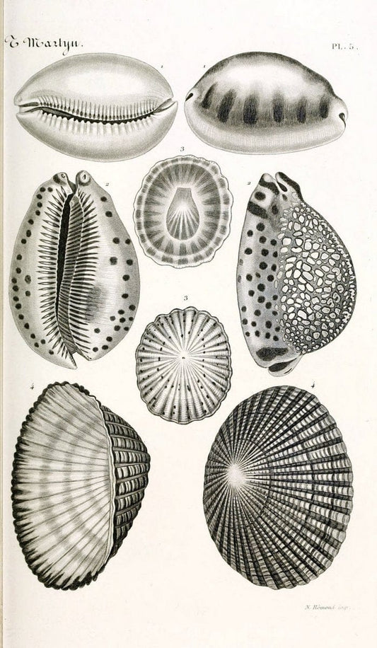 BibliothÃ¨que conchyliologique. Paris,A. Franck,1845-1846.  | "Catalogs and collections" Mollusks Shells  | Vintage Print Reproduction 460802