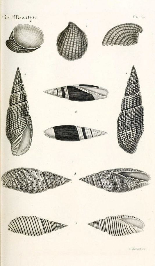 BibliothÃ¨que conchyliologique. Paris,A. Franck,1845-1846.  | "Catalogs and collections" Mollusks Shells  | Vintage Print Reproduction 460803