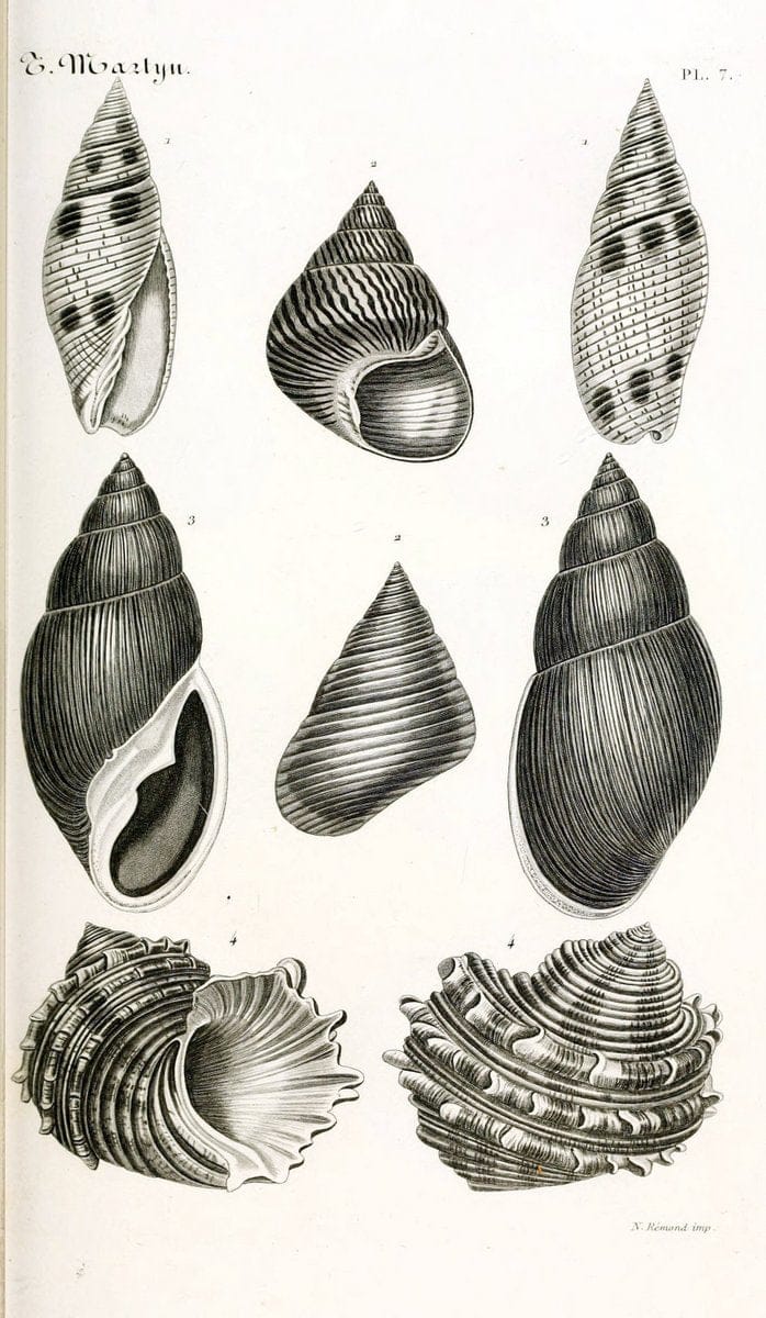 BibliothÃ¨que conchyliologique. Paris,A. Franck,1845-1846.  | "Catalogs and collections" Mollusks Shells  | Vintage Print Reproduction 460804