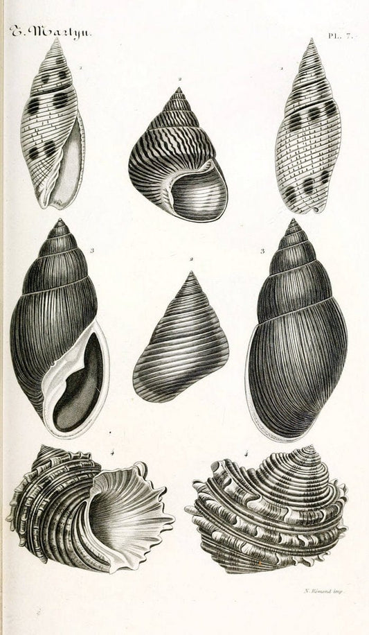 BibliothÃ¨que conchyliologique. Paris,A. Franck,1845-1846.  | "Catalogs and collections" Mollusks Shells  | Vintage Print Reproduction 460804