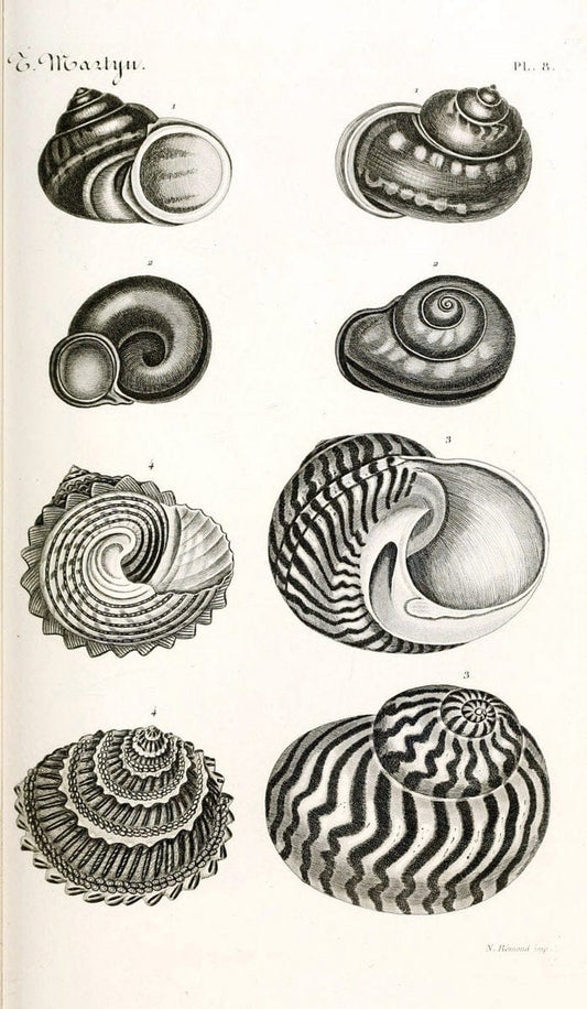 BibliothÃ¨que conchyliologique. Paris,A. Franck,1845-1846.  | "Catalogs and collections" Mollusks Shells  | Vintage Print Reproduction 460805