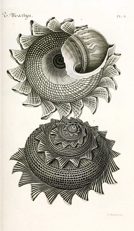 BibliothÃ¨que conchyliologique. Paris,A. Franck,1845-1846.  | "Catalogs and collections" Mollusks Shells  | Vintage Print Reproduction 460806