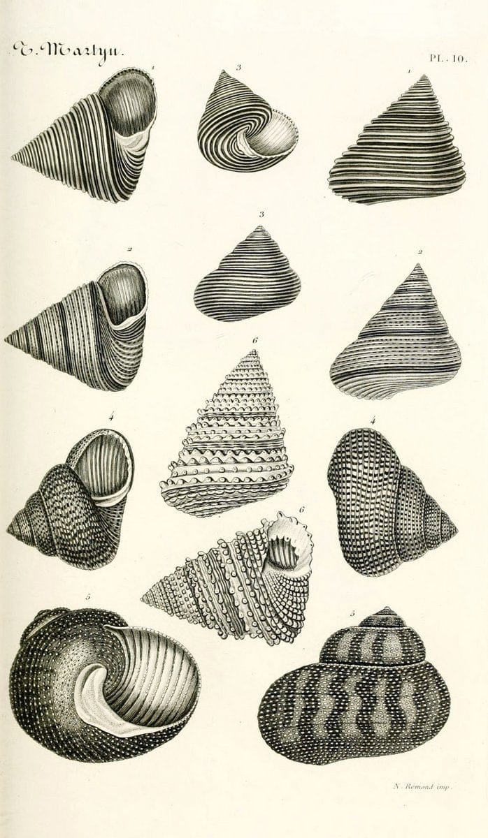 BibliothÃ¨que conchyliologique. Paris,A. Franck,1845-1846.  | "Catalogs and collections" Mollusks Shells  | Vintage Print Reproduction 460807