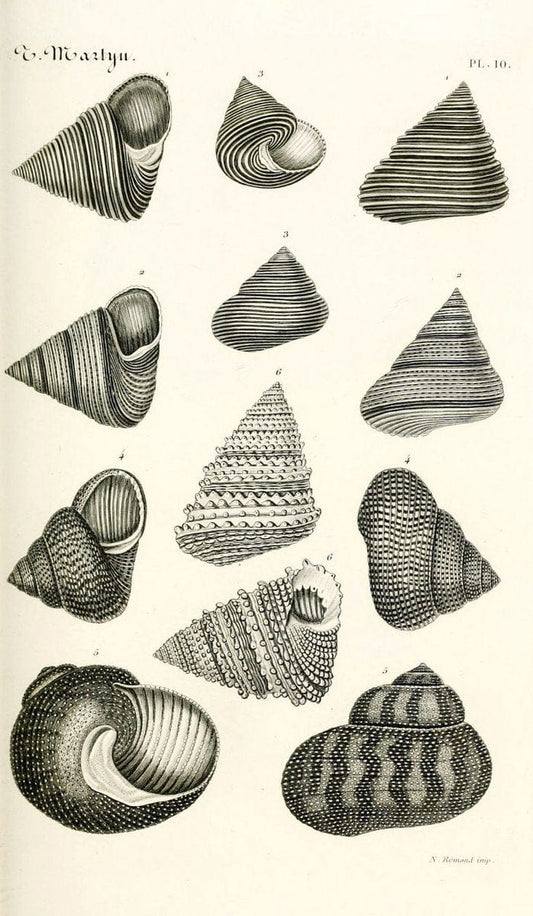 BibliothÃ¨que conchyliologique. Paris,A. Franck,1845-1846.  | "Catalogs and collections" Mollusks Shells  | Vintage Print Reproduction 460807