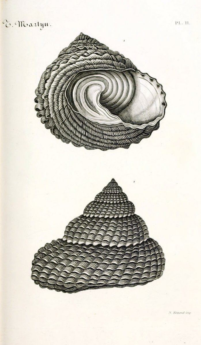 BibliothÃ¨que conchyliologique. Paris,A. Franck,1845-1846.  | "Catalogs and collections" Mollusks Shells  | Vintage Print Reproduction 460808