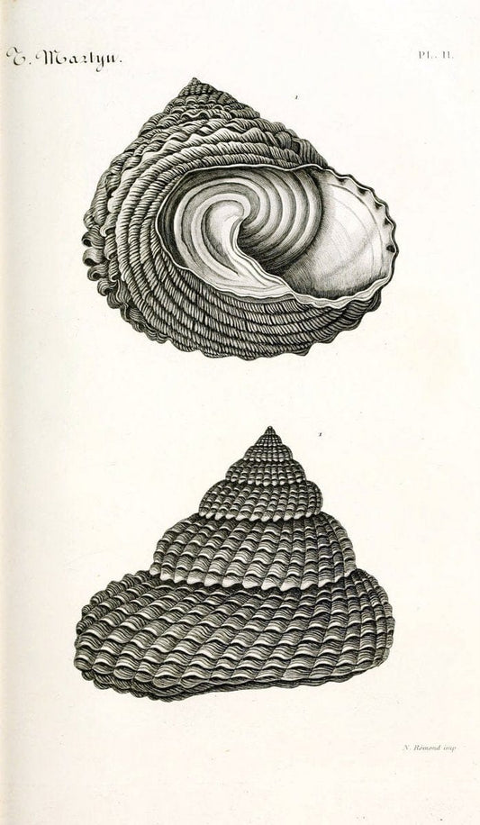 BibliothÃ¨que conchyliologique. Paris,A. Franck,1845-1846.  | "Catalogs and collections" Mollusks Shells  | Vintage Print Reproduction 460808