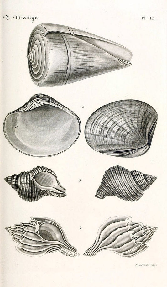 BibliothÃ¨que conchyliologique. Paris,A. Franck,1845-1846.  | "Catalogs and collections" Mollusks Shells  | Vintage Print Reproduction 460809