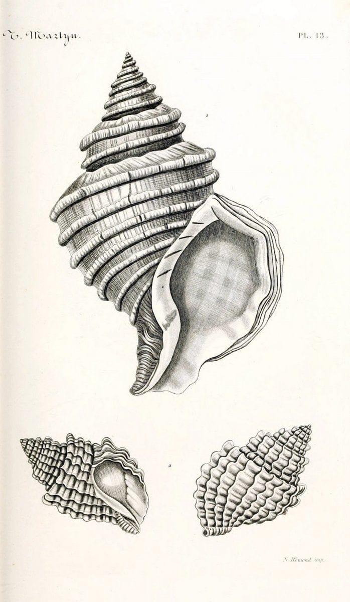 BibliothÃ¨que conchyliologique. Paris,A. Franck,1845-1846.  | "Catalogs and collections" Mollusks Shells  | Vintage Print Reproduction 460810