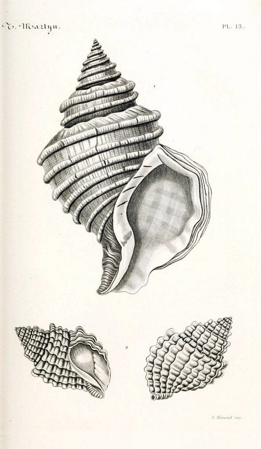 BibliothÃ¨que conchyliologique. Paris,A. Franck,1845-1846.  | "Catalogs and collections" Mollusks Shells  | Vintage Print Reproduction 460810