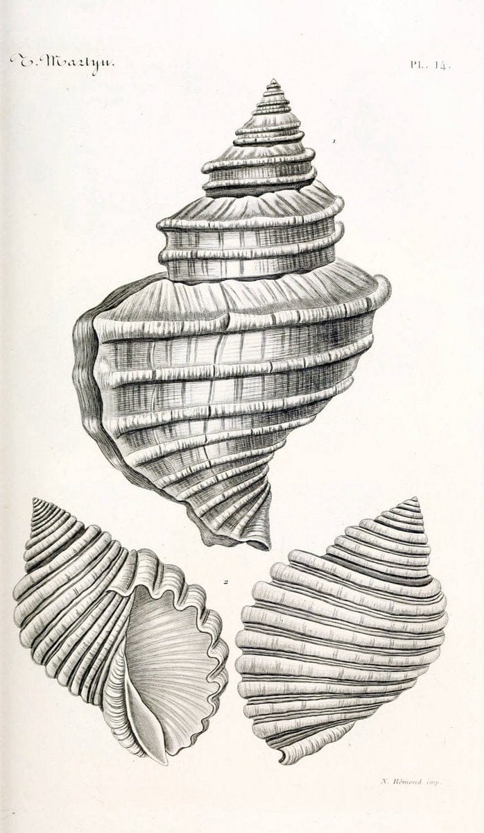 BibliothÃ¨que conchyliologique. Paris,A. Franck,1845-1846.  | "Catalogs and collections" Mollusks Shells  | Vintage Print Reproduction 460811