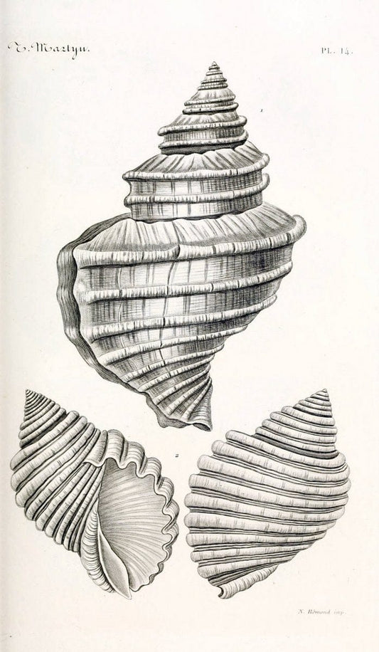 BibliothÃ¨que conchyliologique. Paris,A. Franck,1845-1846.  | "Catalogs and collections" Mollusks Shells  | Vintage Print Reproduction 460811
