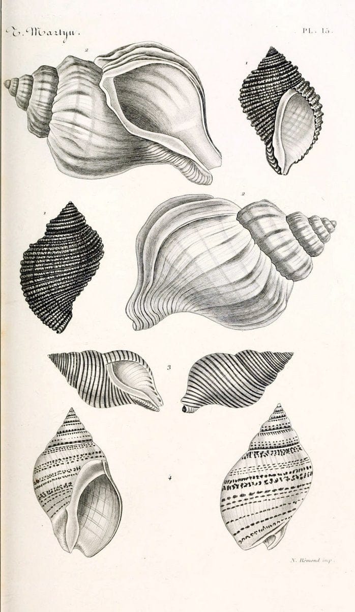 BibliothÃ¨que conchyliologique. Paris,A. Franck,1845-1846.  | "Catalogs and collections" Mollusks Shells  | Vintage Print Reproduction 460812