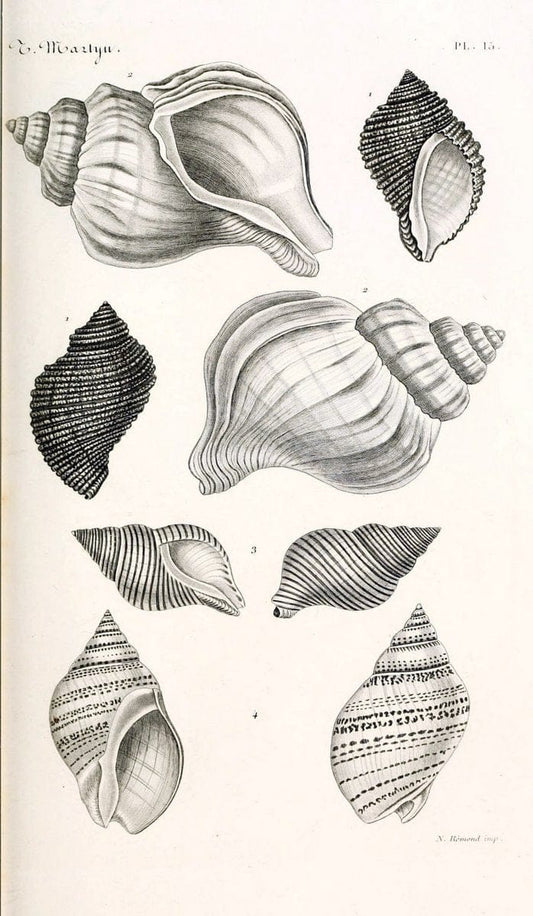 BibliothÃ¨que conchyliologique. Paris,A. Franck,1845-1846.  | "Catalogs and collections" Mollusks Shells  | Vintage Print Reproduction 460812