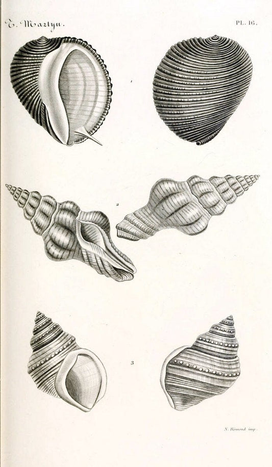 BibliothÃ¨que conchyliologique. Paris,A. Franck,1845-1846.  | "Catalogs and collections" Mollusks Shells  | Vintage Print Reproduction 460813
