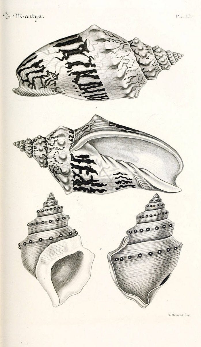 BibliothÃ¨que conchyliologique. Paris,A. Franck,1845-1846.  | "Catalogs and collections" Mollusks Shells  | Vintage Print Reproduction 460814