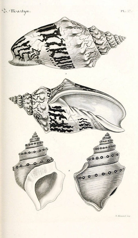 BibliothÃ¨que conchyliologique. Paris,A. Franck,1845-1846.  | "Catalogs and collections" Mollusks Shells  | Vintage Print Reproduction 460814