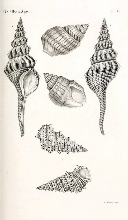 BibliothÃ¨que conchyliologique. Paris,A. Franck,1845-1846.  | "Catalogs and collections" Mollusks Shells  | Vintage Print Reproduction 460815